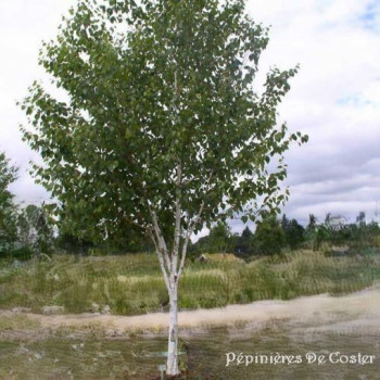 BETULA UTILIS DOORENBOS (B.JACQUEMONTII)