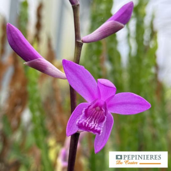 BLETILLA STRIATA