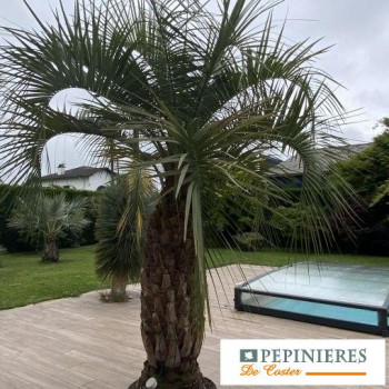 BUTIA CAPITATA