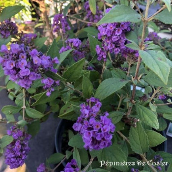 BUDDLEIA DAVIDII BLUE CHIP
