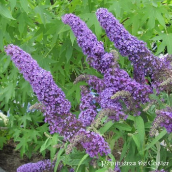BUDDLEIA DAVIDII PURPLE EMPEROR