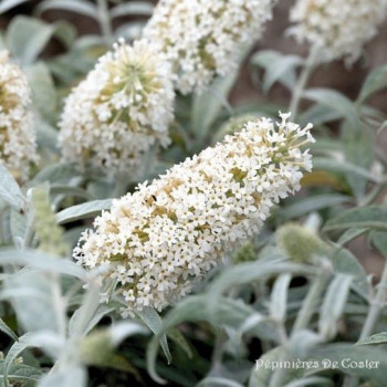 BUDDLEIA DAVIDII WHITE BALL