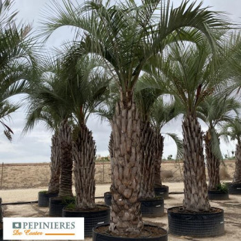 BUTIA YATAY