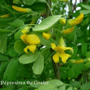 CARAGANA ARBORESCENS