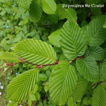CARPINUS BETULUS