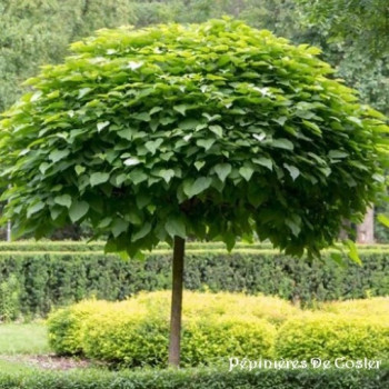 CATALPA BUNGEI (BIGNONIOIDES NANA)
