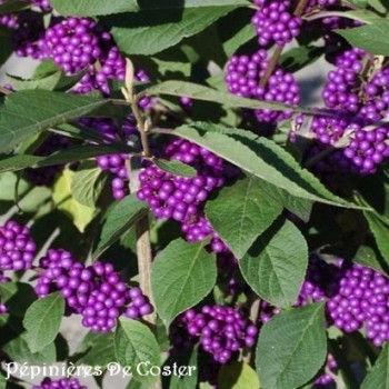 CALLICARPA X BODINIERI IMPERIAL PEARL