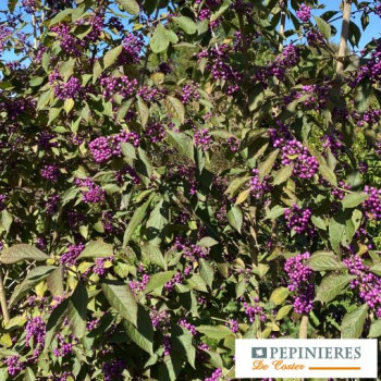 CALLICARPA BODINIERI PROFUSION