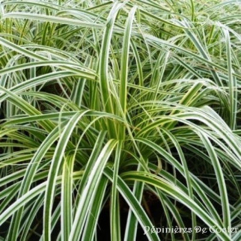 CAREX FEATHER FALLS