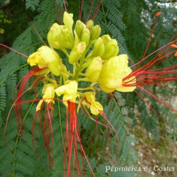 CAESALPINIA GILLIESII