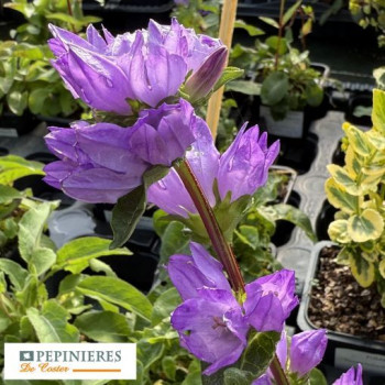 CAMPANULA GLOMERATA SPECIOSA