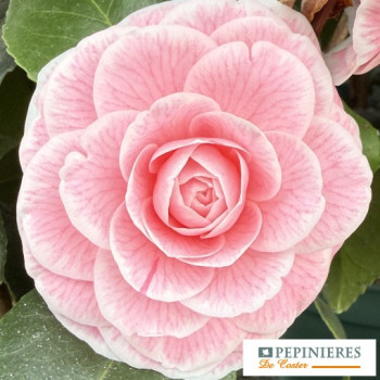 CAMELLIA JAPONICA VIRGINIA FRANCO