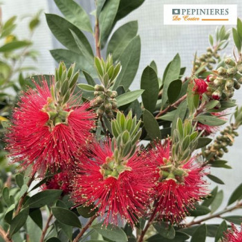 CALLISTEMON LAEVIS