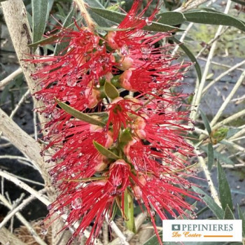 CALLISTEMON MASOTTI MINI RED