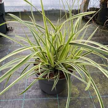 CAREX MORROWII GOLDBAND