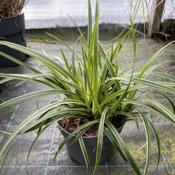 CAREX MORROWII ICE DANCE