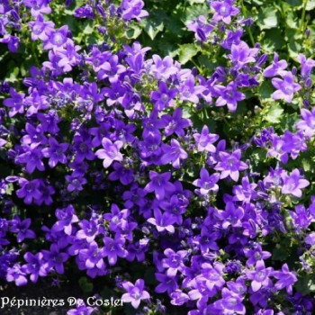 CAMPANULA MURALIS
