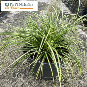 CAREX OSHIMENSIS EVERSHEEN