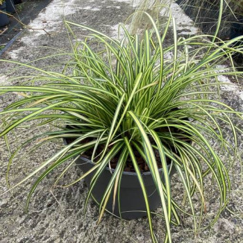 CAREX OSHIMENSIS EVERCREAM ®