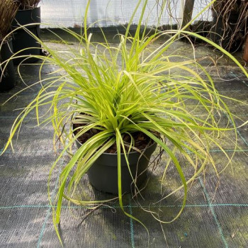 CAREX OSHIMENSIS EVERILLO