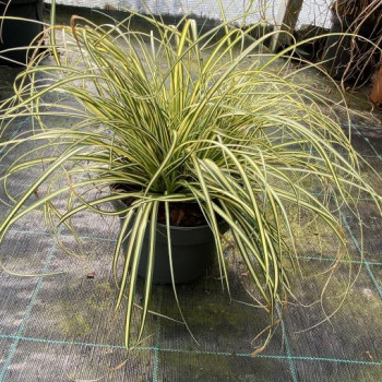CAREX OSHIMENSIS EVERGOLD
