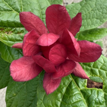 CALYCANTHUS RAULSTONII HARTLAGE WINE