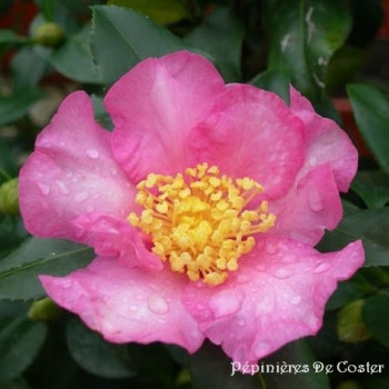 CAMELLIA SASANQUA CLEOPATRA