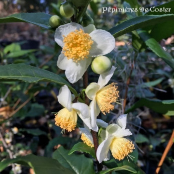 CAMELLIA SINENSIS