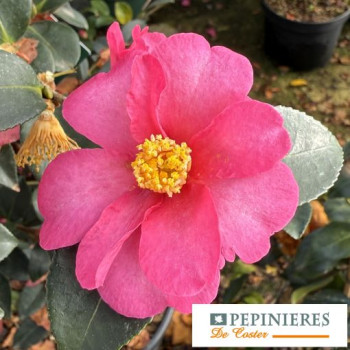 CAMELLIA SASANQUA YULETIDE