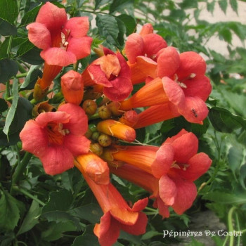 CAMPSIS TAGLIABUENA MADAME GALEN