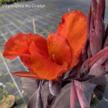 CANNA TROPICANNA ® BLACK