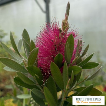 CALLISTEMON VIMINALIS HOT PINK