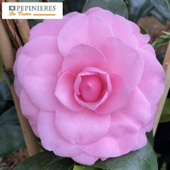 CAMELLIA WILLIAMSII DEBBIE