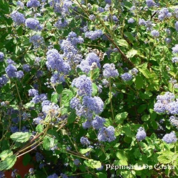 CEANOTHUS BURKWOODII