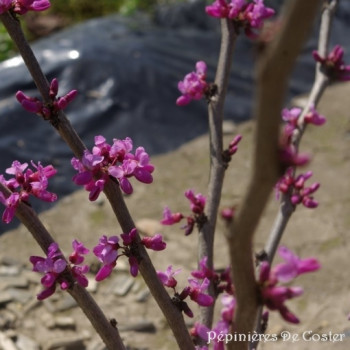 CERCIS CANADENSIS