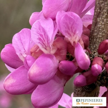 CERCIS CHINENSIS AVONDALE