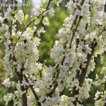 CERCIS CHINENSIS SHIROBANA