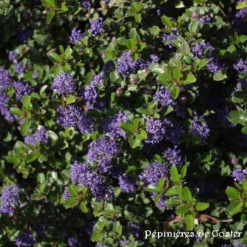 CEANOTHUS GLORIOSUS EMILY BROWN