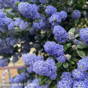 CEANOTHUS IMPRESSUS VICTORIA
