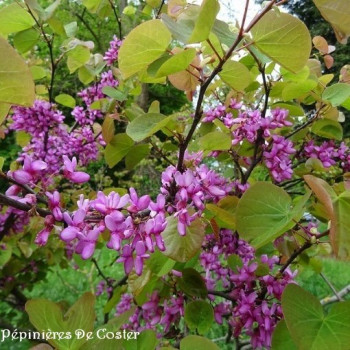CERCIS SILIQUASTRUM
