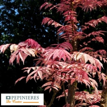 CEDRELA SINENSIS FLAMINGO