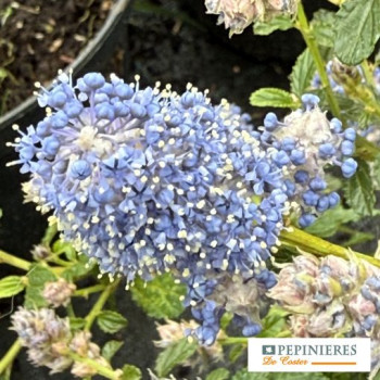 CEANOTHUS THYRSIFLORUS REPENS