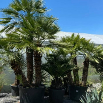 CHAMAEROPS HUMILIS