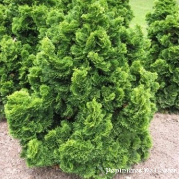 CHAMAECYPARIS OBTUSA NANA AUREA