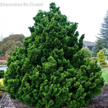 CHAMAECYPARIS OBTUSA NANA GRACILIS