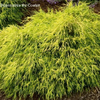 CHAMAECYPARIS PISIFERA SUNGOLD