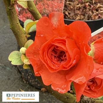 CHAENOMELES SPECIOSA ORANGE STORM