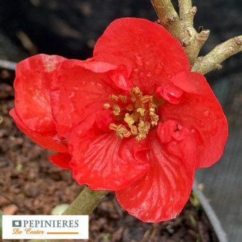CHAENOMELES SPECIOSA RED KIMONO
