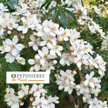 CHOISYA TERNATA GREENFINGERS
