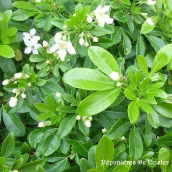 CHOISYA TERNATA